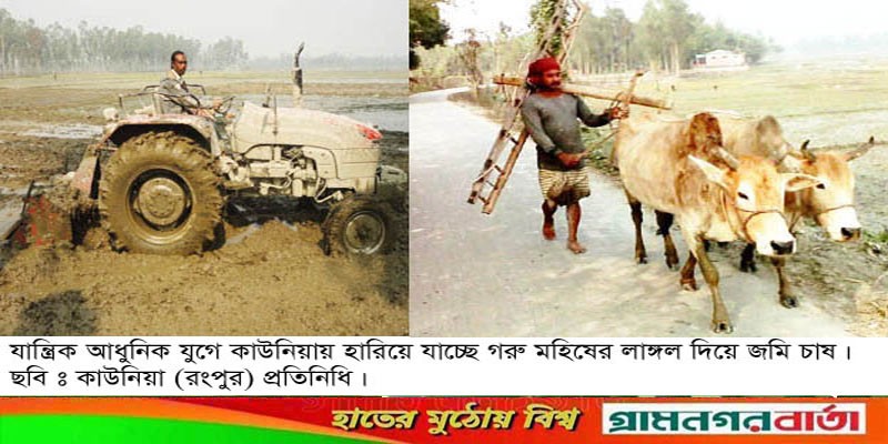 কাউনিয়ায় হারিয়ে যাচ্ছে গরু মহিষের লাঙ্গল দিয়ে জমি চাষ কাউনিয়ায় হারিয়ে যাচ্ছে গরু মহিষের লাঙ্গল দিয়ে জমি চাষ