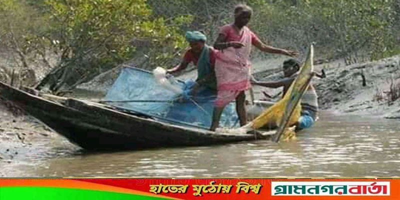 বিষ দিয়ে মাছ শিকার, হুমকির মুখে সুন্দরবনের মৎস্য সম্পদ বিষ দিয়ে মাছ শিকার, হুমকির মুখে সুন্দরবনের মৎস্য সম্পদ