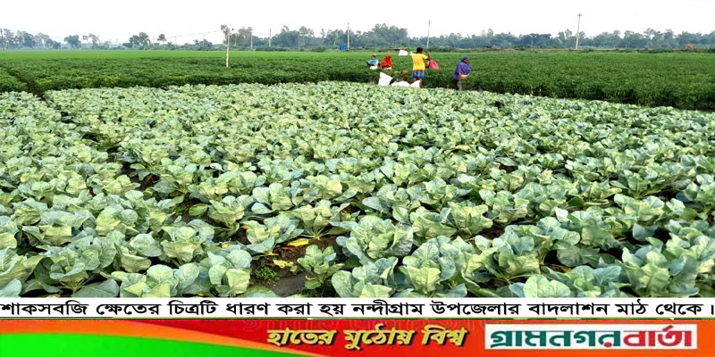 আশার আলো দেখছে নন্দীগ্রামের সবজি চাষিরা আশার আলো দেখছে নন্দীগ্রামের সবজি চাষিরা