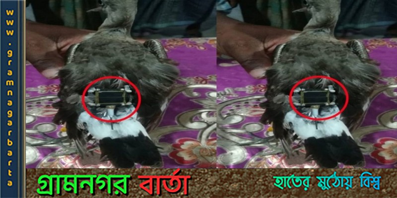 মহেশখলীতে উদ্ধার হল ইলেকট্রনিক ডিভাইস বাঁধা ঠোটক পাখি মহেশখলীতে উদ্ধার হল ইলেকট্রনিক ডিভাইস বাঁধা ঠোটক পাখি