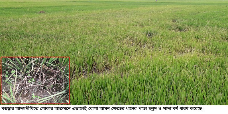 আদমদীঘিতে আমন খেতে খোলপচাসহ নানা রোগের আক্রমন আদমদীঘিতে আমন খেতে খোলপচাসহ নানা রোগের আক্রমন