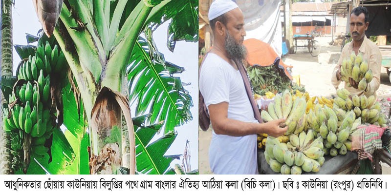কাউনিয়ায় গ্রাম বাংলার ঐতিহ্য আঠিয়া কলা বিলুপ্তির পথে কাউনিয়ায় গ্রাম বাংলার ঐতিহ্য আঠিয়া কলা বিলুপ্তির পথে