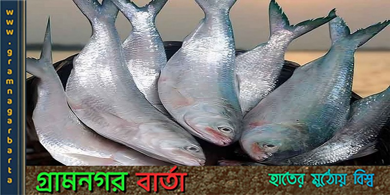 আজ ইলিশ সম্পদ উন্নয়ন সংক্রান্ত নাটোর জেলা টাস্কফোর্স কমিটির সভা অনুষ্ঠিত হয়েছে আজ ইলিশ সম্পদ উন্নয়ন সংক্রান্ত নাটোর জেলা টাস্কফোর্স কমিটির সভা অনুষ্ঠিত হয়েছে