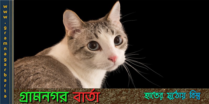 বিড়াল পোষার উপকারীতা বিড়াল পোষার উপকারীতা