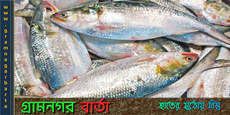 নিষেধাজ্ঞা অমান্য করে ইলিশ মাছ শিকার নিষেধাজ্ঞা অমান্য করে ইলিশ মাছ শিকার