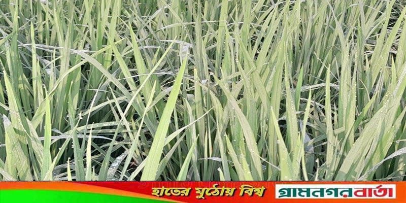 ধানের ডগায় শিশির বিন্দু জানান দিচ্ছে নন্দীগ্রামে শীত আসছে ধানের ডগায় শিশির বিন্দু জানান দিচ্ছে নন্দীগ্রামে শীত আসছে