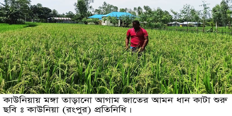 কাউনিয়ায় ধানের বাম্পার ফলনে চাষীরা বেজায় খুশি কাউনিয়ায় ধানের বাম্পার ফলনে চাষীরা বেজায় খুশি