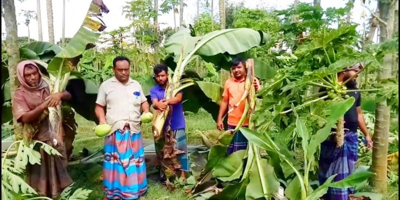 মুজিবনগরে ৪ বিঘা জমির কলা ও পেপে কেটে তসরুপ মুজিবনগরে ৪ বিঘা জমির কলা ও পেপে কেটে তসরুপ