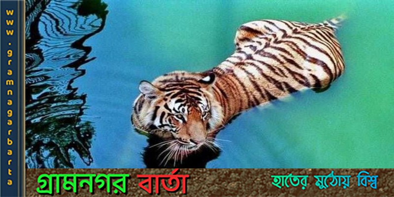 বন্য প্রাণী ও আমরা বন্য প্রাণী ও আমরা