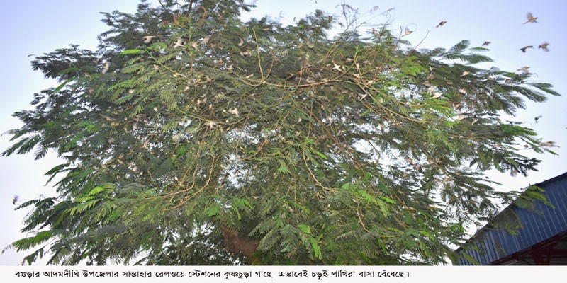 আদমদীঘি জংশন স্টেশনে চড়ুই পাখির অভয়ারণ্য আদমদীঘি জংশন স্টেশনে চড়ুই পাখির অভয়ারণ্য