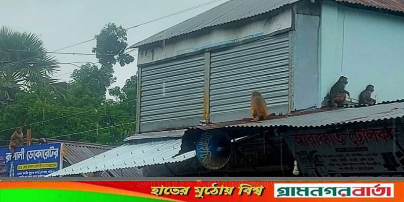 সিত্রাংয়ের প্রভাবে মাদারীপুরে নিম্নাঞ্চলে জলাবদ্ধতা, তলিয়ে গেছে ফসলের ক্ষেত সিত্রাংয়ের প্রভাবে মাদারীপুরে নিম্নাঞ্চলে জলাবদ্ধতা, তলিয়ে গেছে ফসলের ক্ষেত