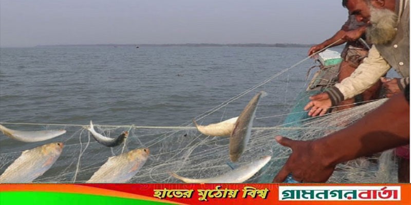 শনিবার থেকে বাজারে মিলবে ইলিশ শনিবার থেকে বাজারে মিলবে ইলিশ