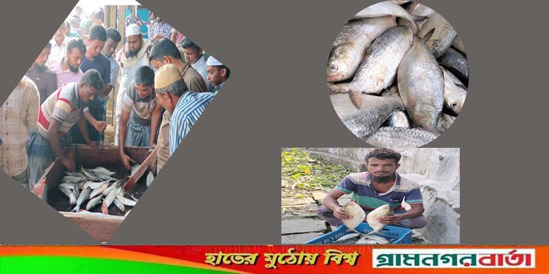 প্রথম দিনেই ঝাঁকে ঝাঁকে ইলিশ পেয়ে উৎসবে মেতেছেন জেলেরা প্রথম দিনেই ঝাঁকে ঝাঁকে ইলিশ পেয়ে উৎসবে মেতেছেন জেলেরা