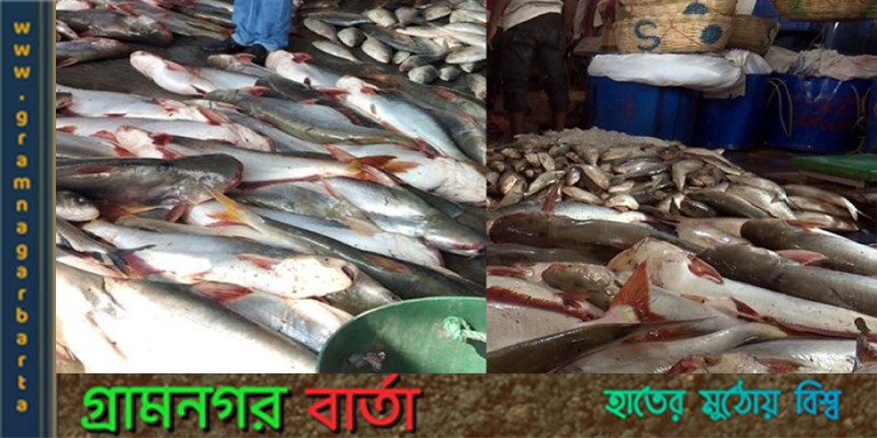 ইলিশের জালে পাঙ্গাস, স্বস্তিতে জেলেরা ইলিশের জালে পাঙ্গাস, স্বস্তিতে জেলেরা