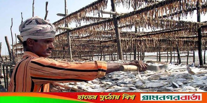 চড়াসুদে বাঁধা শুটকী পল্লীর জেলেদের জীবন চড়াসুদে বাঁধা শুটকী পল্লীর জেলেদের জীবন