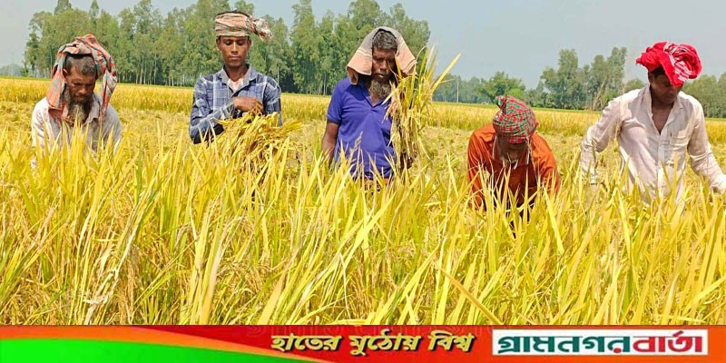 নন্দীগ্রামে আমন ধান কাটা-মাড়াইয়ের ধুম নন্দীগ্রামে আমন ধান কাটা-মাড়াইয়ের ধুম