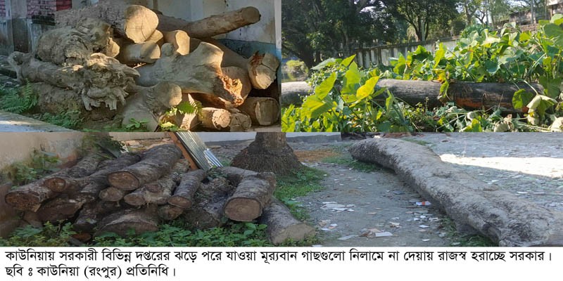 কাউনিয়ায় বিভিন্ন সরকারী দপ্তরে মূল্যবান গাছ গুলো নষ্ট হয়ে যাচ্ছে কাউনিয়ায় বিভিন্ন সরকারী দপ্তরে মূল্যবান গাছ গুলো নষ্ট হয়ে যাচ্ছে