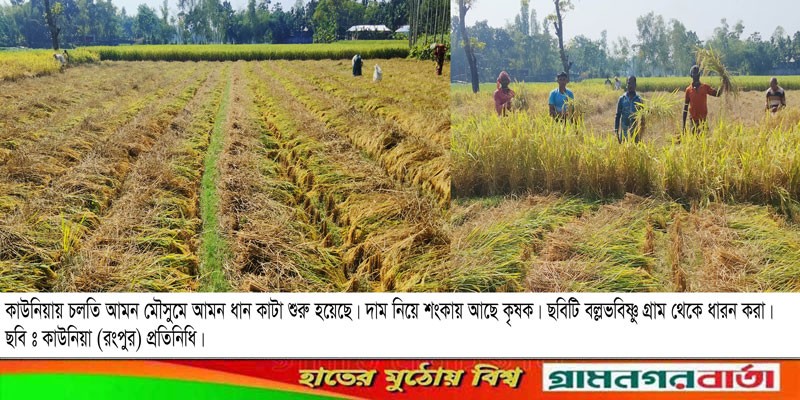 কাউনিয়ায় আমন ধান কাটা শুরু কাউনিয়ায় আমন ধান কাটা শুরু