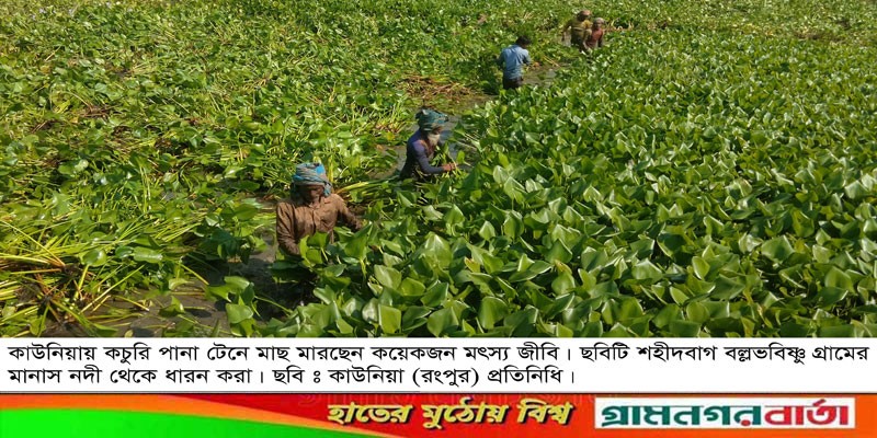 কাউনিয়ায় পানা টেনে মাছ মারা কাউনিয়ায় পানা টেনে মাছ মারা