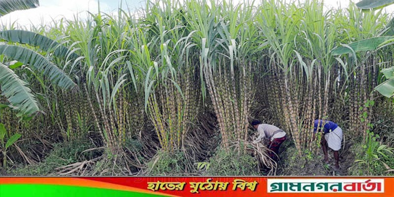 কচুয়া উপজেলায় সাড়ে ২৭ কোটি টাকার আখ চাষ কচুয়া উপজেলায় সাড়ে ২৭ কোটি টাকার আখ চাষ