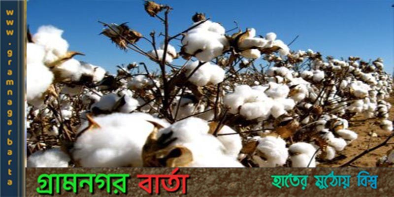 তুলা উৎপাদন পাঁচগুণ বৃদ্ধির লক্ষ্যমাত্রা নির্ধারণ তুলা উৎপাদন পাঁচগুণ বৃদ্ধির লক্ষ্যমাত্রা নির্ধারণ