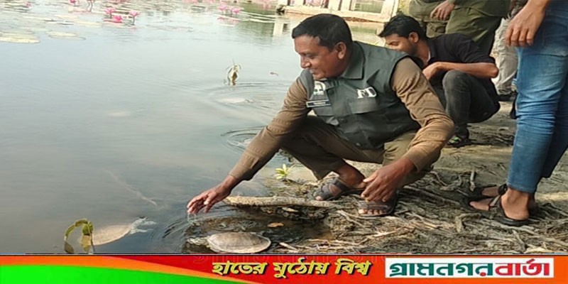 সুন্দরবনের পুকুরে বিলুপ্ত প্রজাতির ৪০টি কচ্ছপের বাচ্চা অবমুক্ত সুন্দরবনের পুকুরে বিলুপ্ত প্রজাতির ৪০টি কচ্ছপের বাচ্চা অবমুক্ত