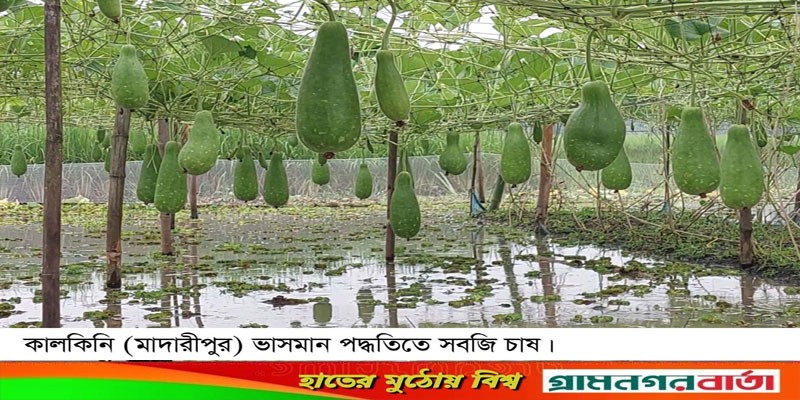 কালকিনিতে জনপ্রিয় হচ্ছে ভাসমান পদ্ধতিতে সবজি চাষ কালকিনিতে জনপ্রিয় হচ্ছে ভাসমান পদ্ধতিতে সবজি চাষ