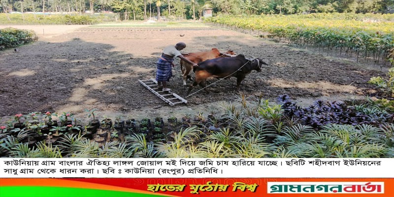 কাউনিয়ায় হারিয়ে যাচ্ছে লাঙ্গল দিয়ে জমি চাষ কাউনিয়ায় হারিয়ে যাচ্ছে লাঙ্গল দিয়ে জমি চাষ