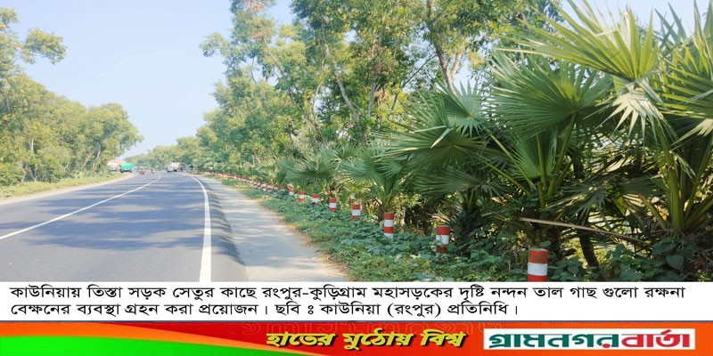 কাউনিয়ায় তিস্তা সড়ক সেতুর কাছে শোভা পাচ্ছে দৃষ্টিনন্দন তালগাছ কাউনিয়ায় তিস্তা সড়ক সেতুর কাছে শোভা পাচ্ছে দৃষ্টিনন্দন তালগাছ