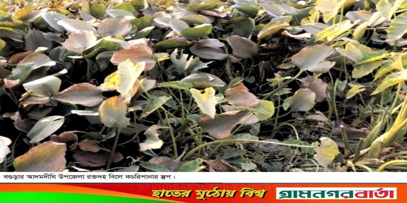 আদমদীঘিতে রক্তদহ বিলে চকুরীপানার স্তুপ, ইরি-বোরো চাষে শঙ্কা আদমদীঘিতে রক্তদহ বিলে চকুরীপানার স্তুপ, ইরি-বোরো চাষে শঙ্কা