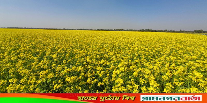 নন্দীগ্রামে কমছে আলুর চাষ, বাড়ছে সরিষা নন্দীগ্রামে কমছে আলুর চাষ, বাড়ছে সরিষা