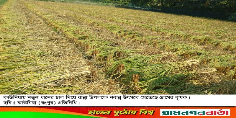 কাউনিয়ায় গ্রামে গ্রামে নবান্ন উৎসবে মেতেছে কৃষক কাউনিয়ায় গ্রামে গ্রামে নবান্ন উৎসবে মেতেছে কৃষক