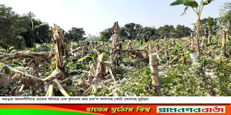 আদমদীঘিতে কলা গাছের সাথে এ কেমন শত্রুতা ! আদমদীঘিতে কলা গাছের সাথে এ কেমন শত্রুতা !