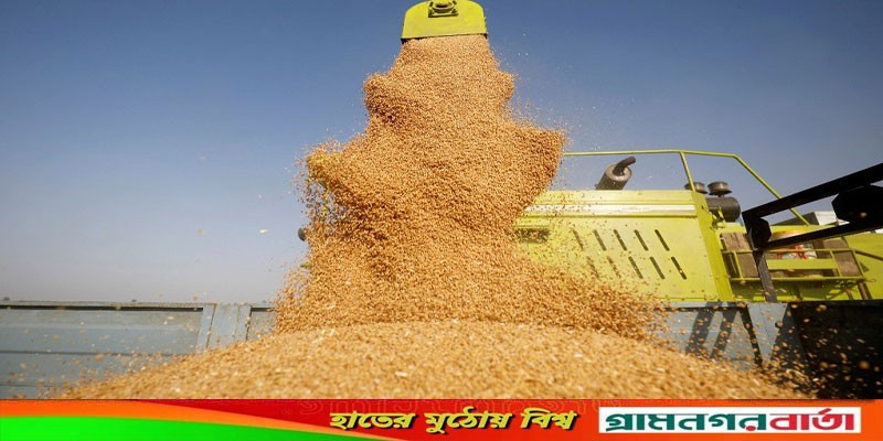 রাশিয়ার গমের দাম কমেছে রাশিয়ার গমের দাম কমেছে