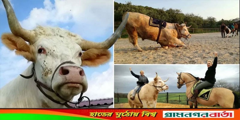 ষাঁড় যে মনে করে সে একটি ঘোড়া ষাঁড় যে মনে করে সে একটি ঘোড়া