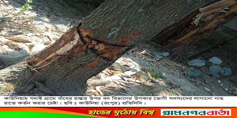 কাউনিয়ায় উপকার ভোগীদের গাছ কর্তন চেষ্টার অভিযোগ কাউনিয়ায় উপকার ভোগীদের গাছ কর্তন চেষ্টার অভিযোগ