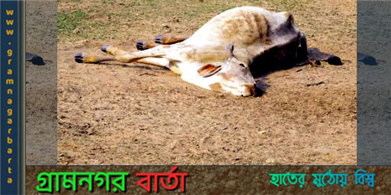 নন্দীগ্রামে অজ্ঞাত রোগে মারা যাচ্ছে গরু নন্দীগ্রামে অজ্ঞাত রোগে মারা যাচ্ছে গরু