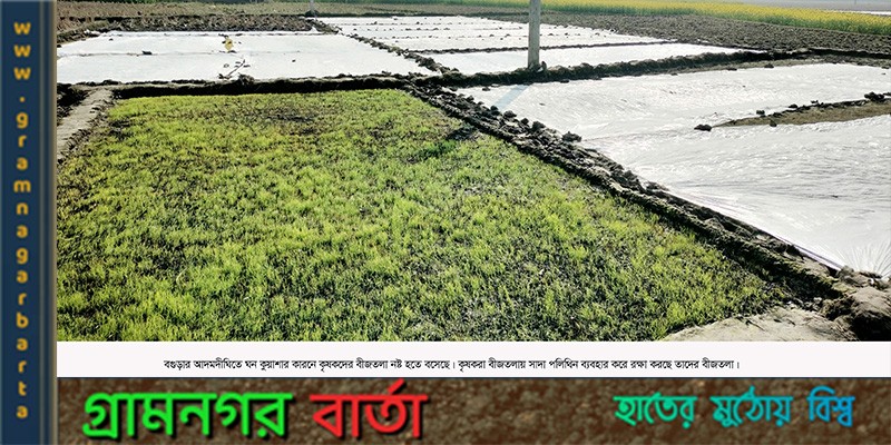 বীজতলা নিয়ে দুুশ্চিন্তায় আদমদীঘির কৃষকরা বীজতলা নিয়ে দুুশ্চিন্তায় আদমদীঘির কৃষকরা