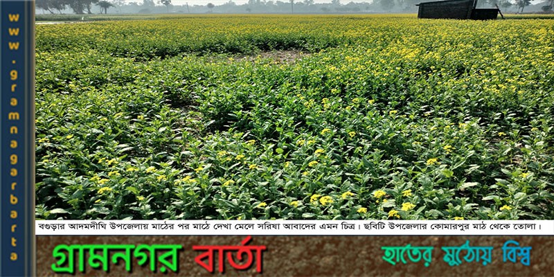 আদমদীঘিতে রেকর্ড পরিমান জমিতে সরিষা চাষ আদমদীঘিতে রেকর্ড পরিমান জমিতে সরিষা চাষ