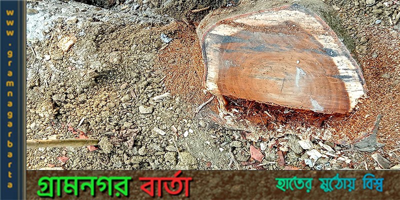 নন্দীগ্রামে সরকারি পুকুরপাড়ের গাছ বিক্রয় করে অর্থ আত্মসাতের অভিযোগ নন্দীগ্রামে সরকারি পুকুরপাড়ের গাছ বিক্রয় করে অর্থ আত্মসাতের অভিযোগ