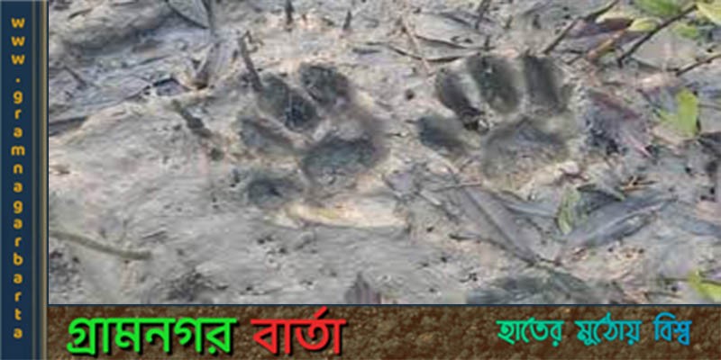 বাগেরহাটের শরণখোলার লোকালয়ে বাঘ আতঙ্ক বাগেরহাটের শরণখোলার লোকালয়ে বাঘ আতঙ্ক