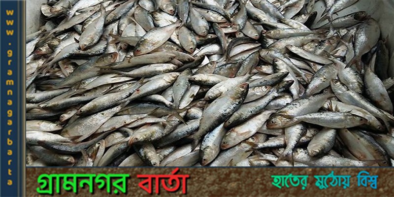 মাদারীপুরে নিষেধাজ্ঞা সত্ত্বেও জাটকা বিক্রি হচ্ছে মাদারীপুরে নিষেধাজ্ঞা সত্ত্বেও জাটকা বিক্রি হচ্ছে