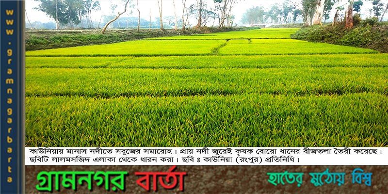 কাউনিয়ায় ৫১০ হেক্টর জমিতে ধানের বীজতলা কাউনিয়ায় ৫১০ হেক্টর জমিতে ধানের বীজতলা