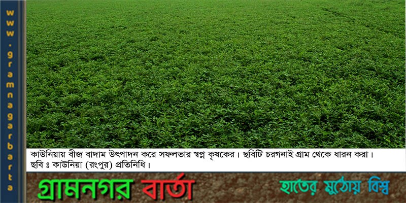 তিস্তার বালু চরে সফলতার সাথে বাদাম চাষ তিস্তার বালু চরে সফলতার সাথে বাদাম চাষ