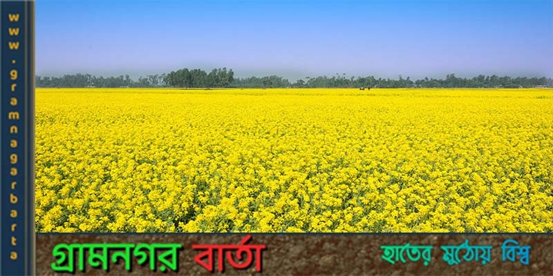 মাদারিপুরে সরিষা চাষে লাভবান হয়েছেন কৃষক ও মৌয়ালরা মাদারিপুরে সরিষা চাষে লাভবান হয়েছেন কৃষক ও মৌয়ালরা