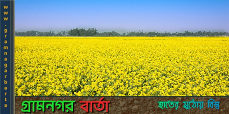 সরিষার ভাল ফলন পেয়ে কাউনিয়ার কৃষকদের সুদিন ফেরার সম্ভাবনা সরিষার ভাল ফলন পেয়ে কাউনিয়ার কৃষকদের সুদিন ফেরার সম্ভাবনা
