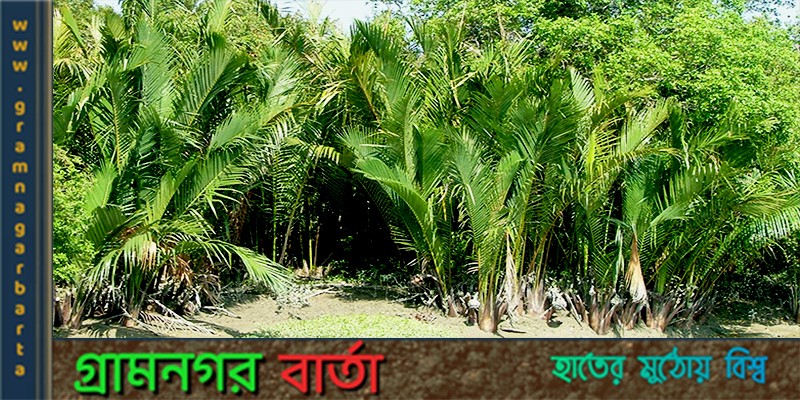 সুন্দরবনের গোলপাতা আহরণ মৌসুম শুরু সুন্দরবনের গোলপাতা আহরণ মৌসুম শুরু