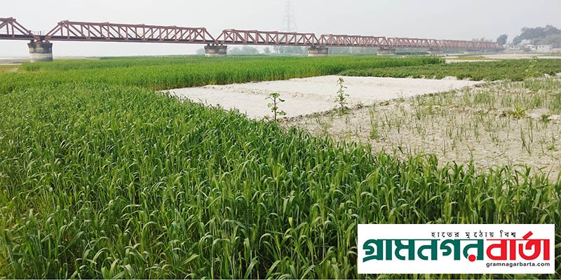 কাউনিয়ায় ২৫০ হেক্টর জমিতে গম চাষ কাউনিয়ায় ২৫০ হেক্টর জমিতে গম চাষ