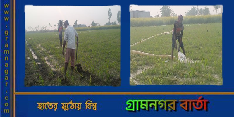 শ্রীনগরে পদ্মার চরে প্রায় ৫শ’ বিঘা জমিতে ভুট্রা চাষ, অবগত নয় স্থানীয় ভূমি শ্রীনগরে পদ্মার চরে প্রায় ৫শ’ বিঘা জমিতে ভুট্রা চাষ, অবগত নয় স্থানীয় ভূমি