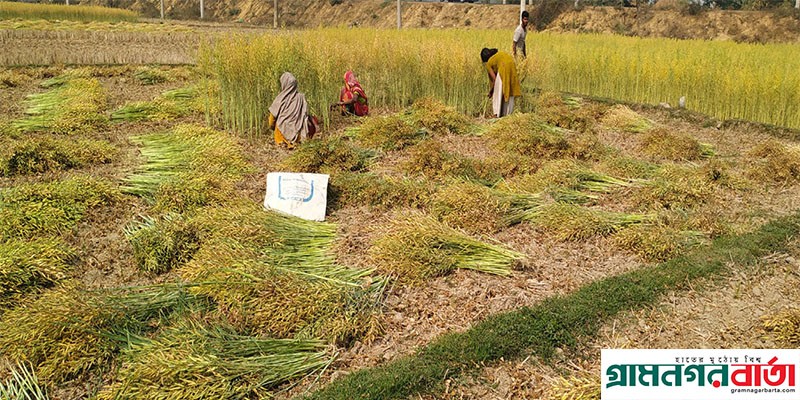 সরিষার বাম্পার ফলন সরিষার বাম্পার ফলন